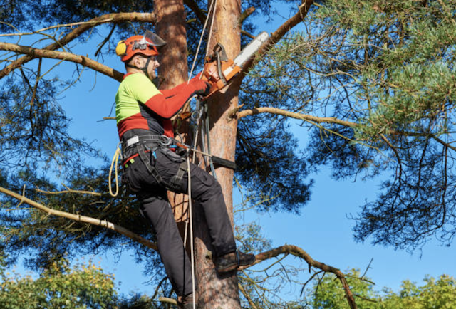 tree pruning erie