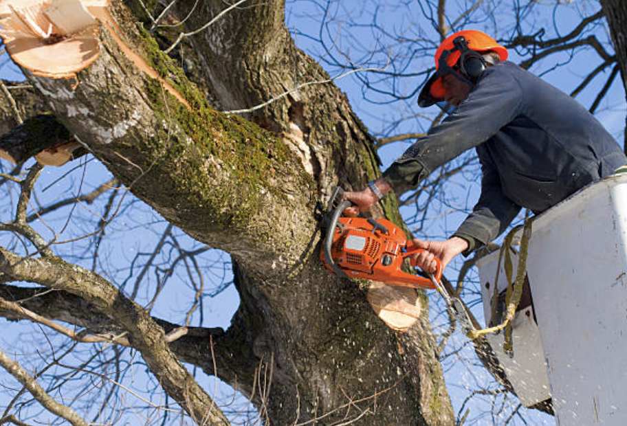 Best Tree Service in Erie, NY Certified Arborists Available!